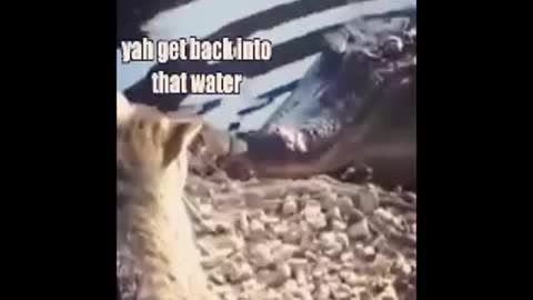 Cat Ruls