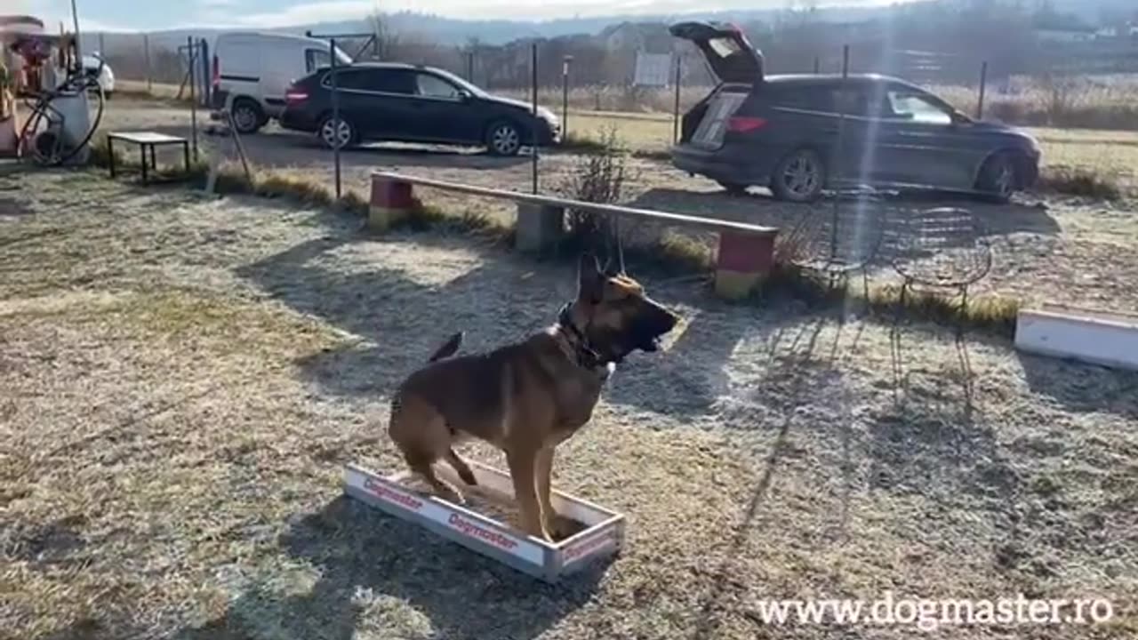 Dog training video