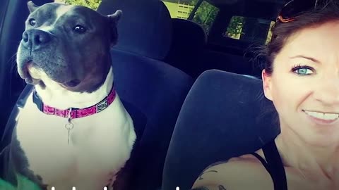 Rescue, pittie Talk To, Her, Mom Nonstop,The Dodo