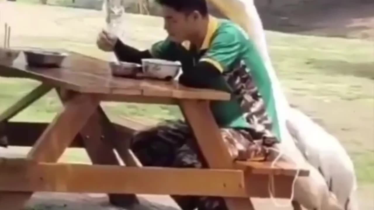 Crazy and Funny Videos!