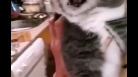 Good day cat and god