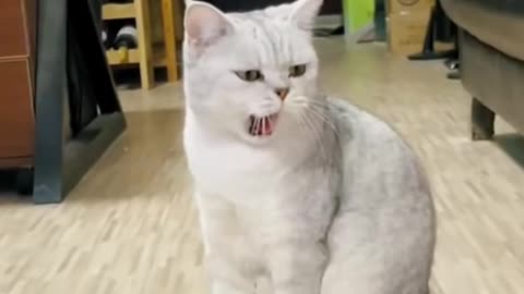 Pig_I can sing better than you--Best animals video
