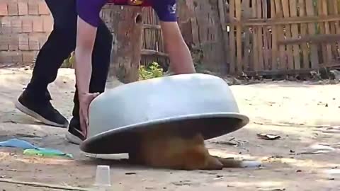 Funny video. Jokes and pranks. smile)