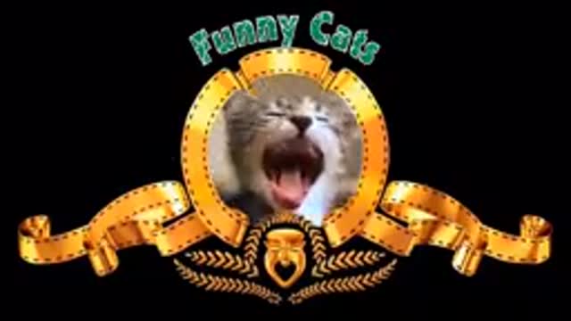 Funny cats Very good