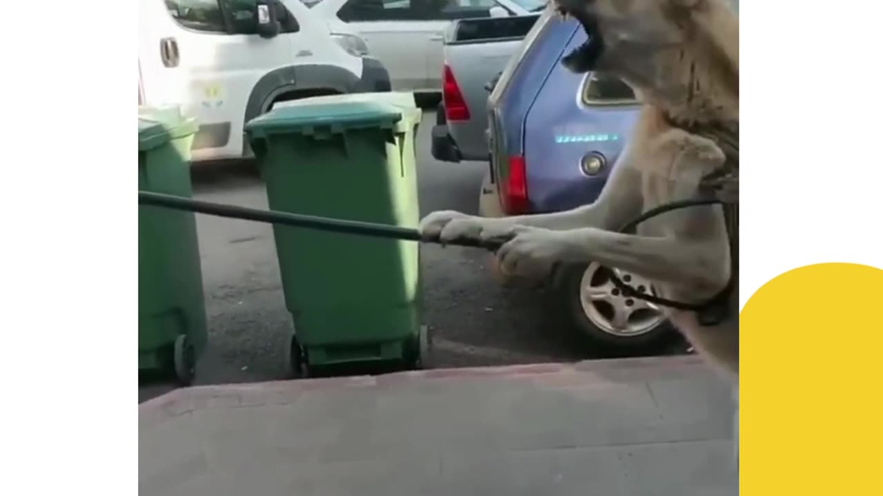 A stray dog turned Lion