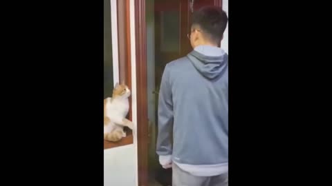 funny cat video