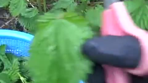 NETTLES ~ Harvesting for Gourmet Uses - Apr 29th 2009