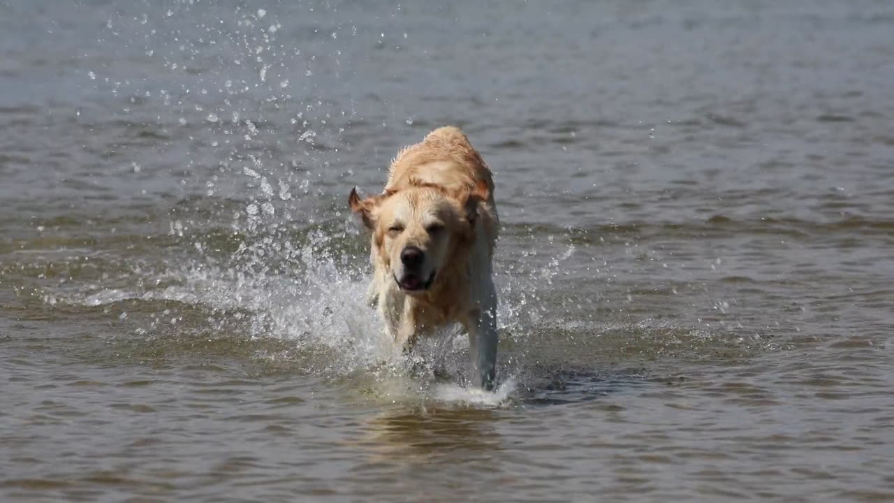 Dog Running In The River | Cute Animals Videos #dog