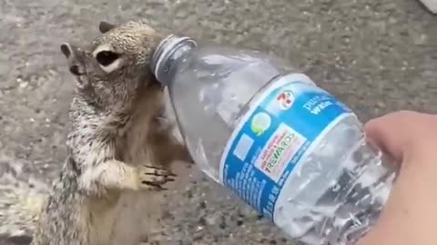 Thirsty Squirrel Begs For Water From Human