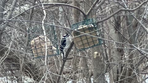 Male Downy woodpecker trying out today’s special
