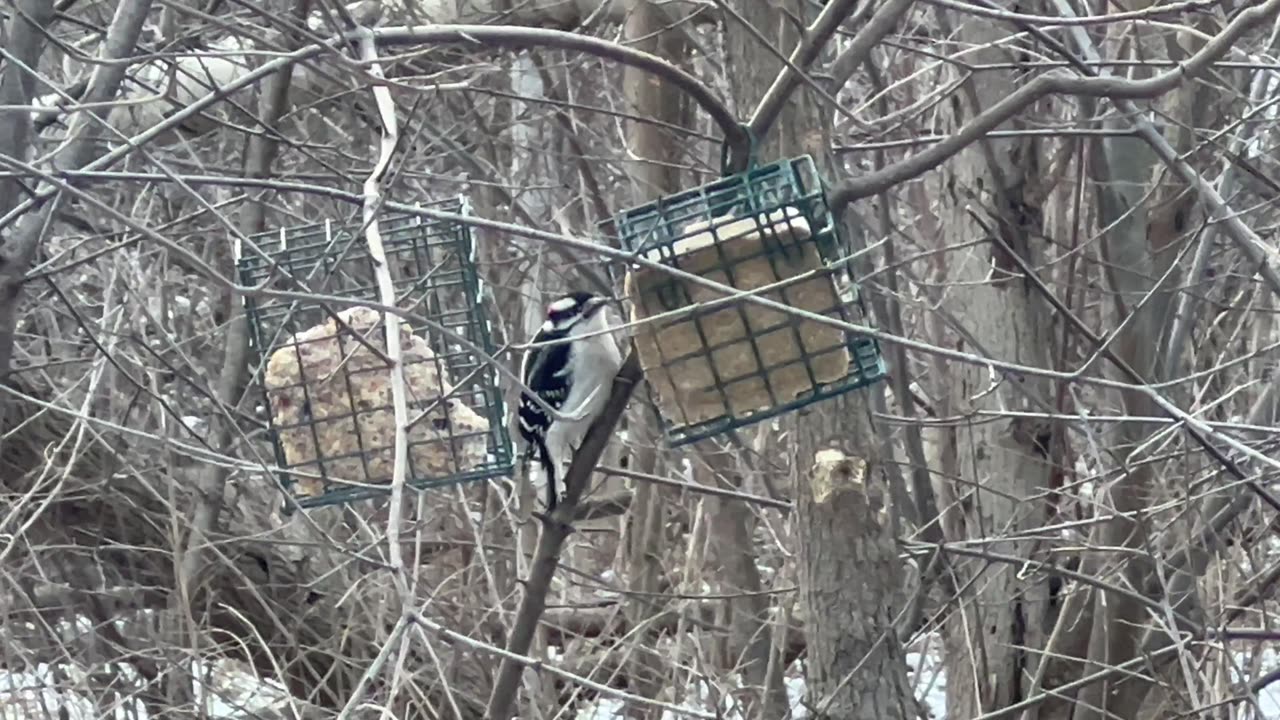 Male Downy woodpecker trying out today’s special