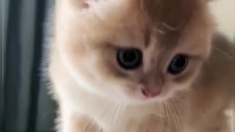 Funny Animals Series 941