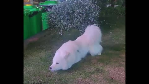 A cute dog has no worries