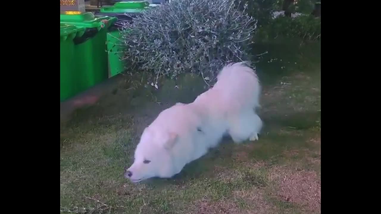 A cute dog has no worries