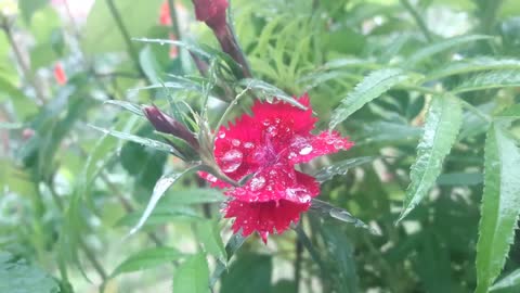 Enjoy the morning nature in 30 seconds dew flowers garden