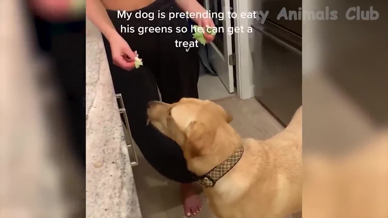 fun cats and dogs