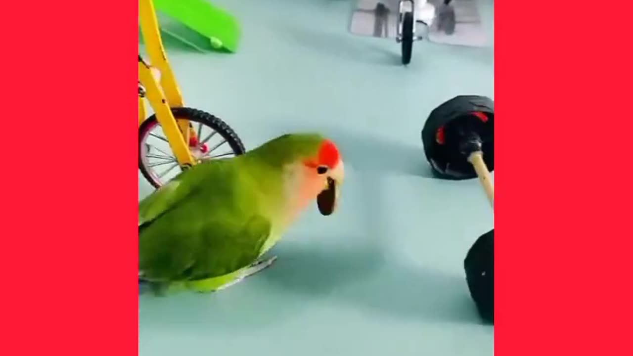 Smart parrot