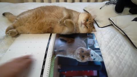 Hosico calendar 2020! (0)