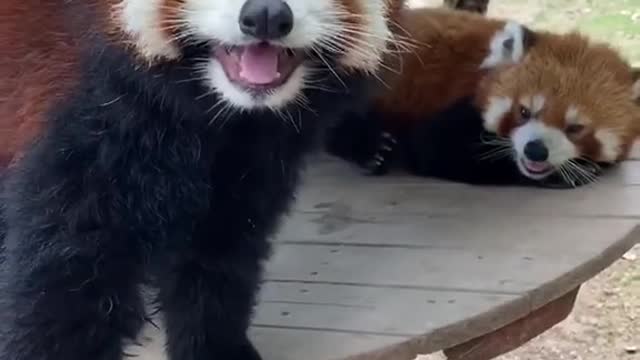 red pandas