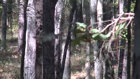 Yearling Buck Nov 2015 Sabine Natl Forest East Texas