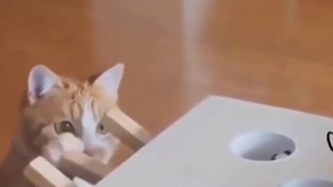 Very Confused Cat-FUNNY!!!