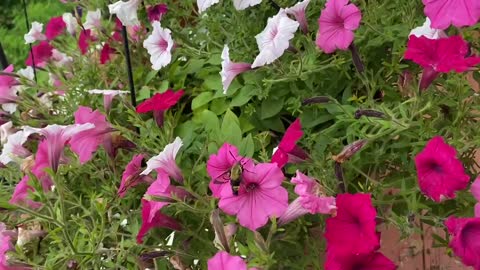 Hummingbird Moth and Colorful Flowers