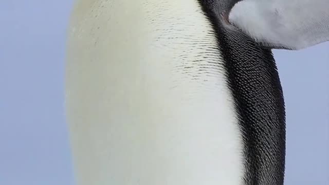 But I am a generous penguin.