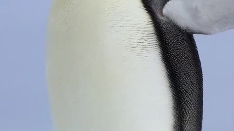 But I am a generous penguin.
