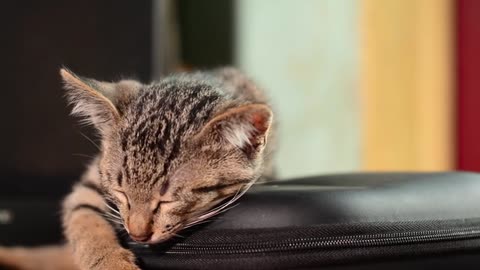 Cute Baby Cat Sleeping