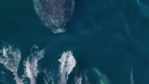 Whales and dolphins! 🐳🐬