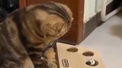 Funny 🤣 cat trainning video 2022