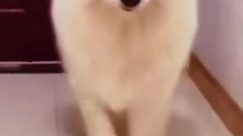 Cat fashion show, funny show, funny _Cat, top viral, best Cat video