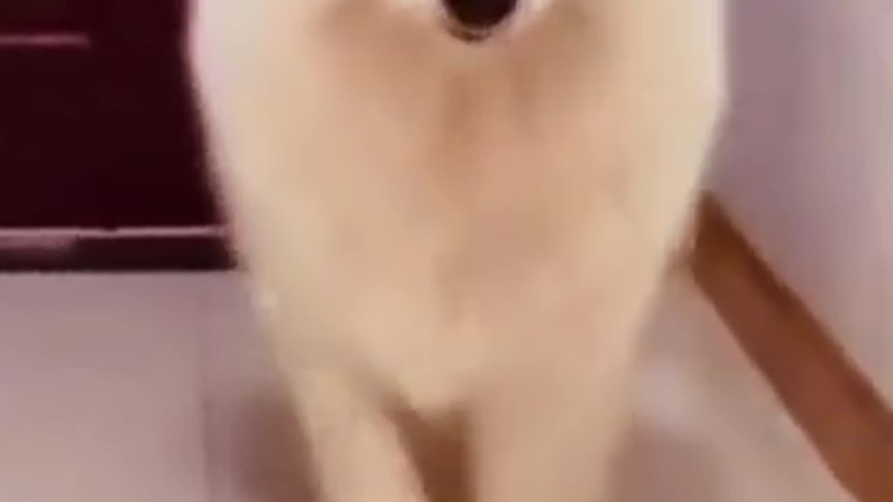 Cat fashion show, funny show, funny _Cat, top viral, best Cat video