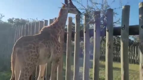 Baby giraffe Shuri snacks on leaves