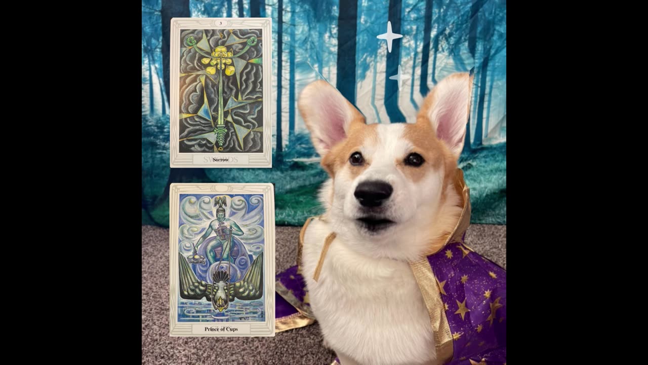 Jasper the dog picks a card