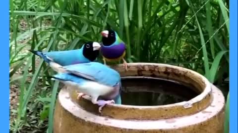 The area now attracts over 60 species of breeding birds.