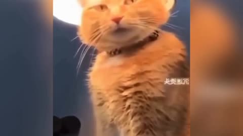 Cat🐱🐱🐱🐱🐱