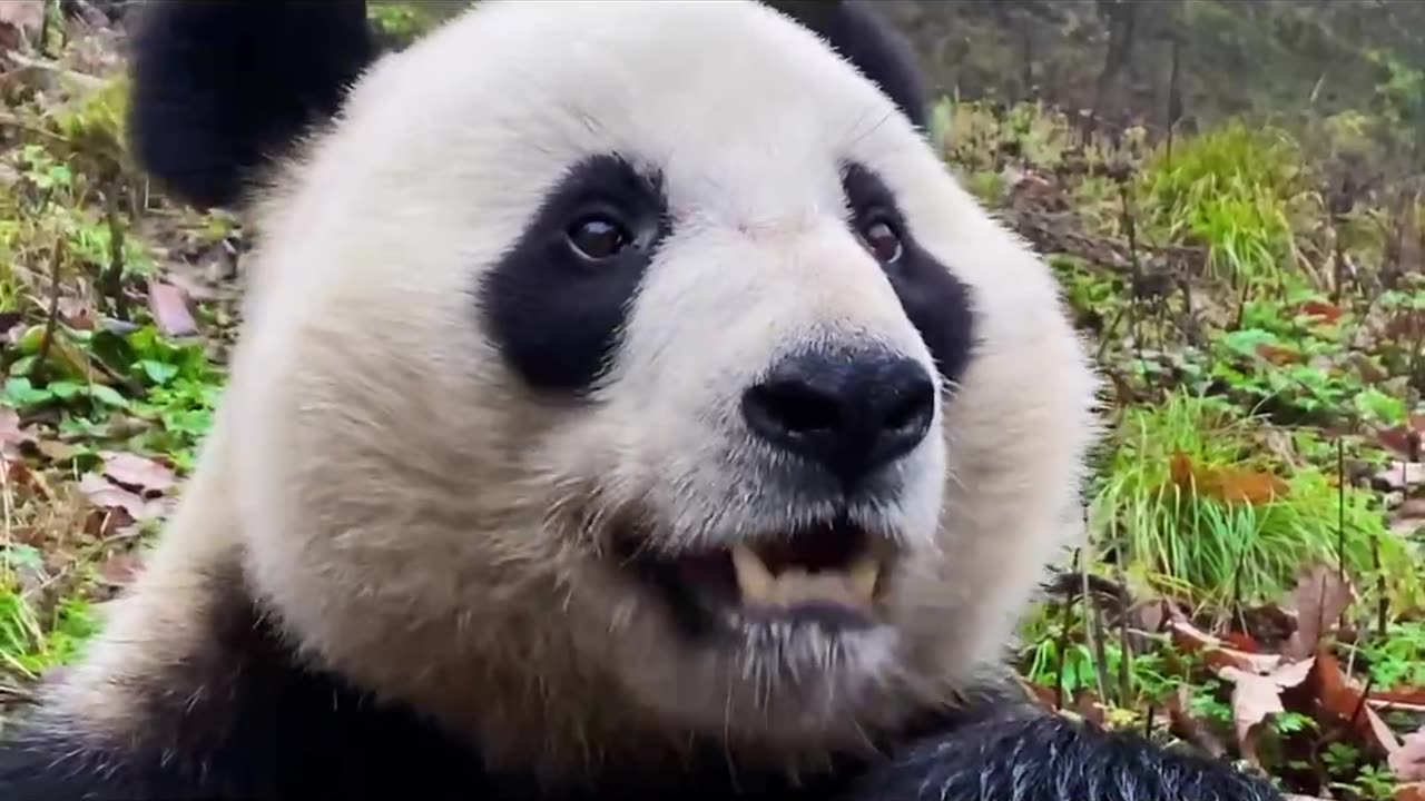 Giant Panda Homeland in the Deep Mountain Canyon of the Qinling Mountains