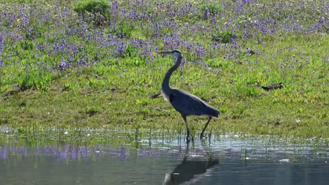 Breathtaking Crane in Yellowstone National Park