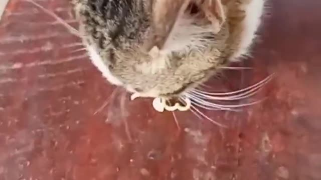 Viral cat eats raw noodles