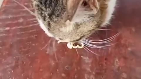 Viral cat eats raw noodles
