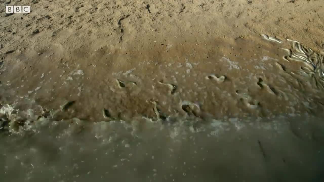 Why Are These Fish Beaching Themselves? | BBC Earth