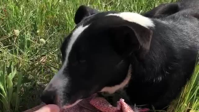 🐶 The dog fools around and licks his master’s leg and then wants to eat it