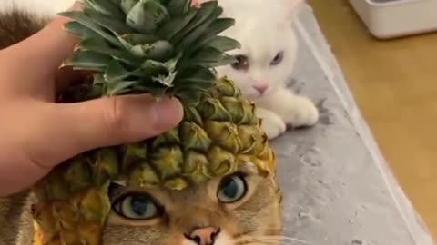 Time Spend With Cats is Never Wasted