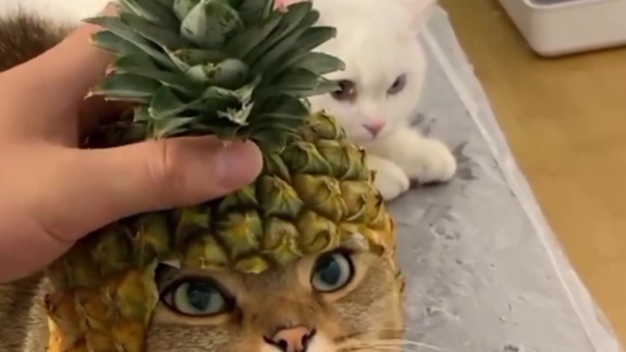 Time Spend With Cats is Never Wasted