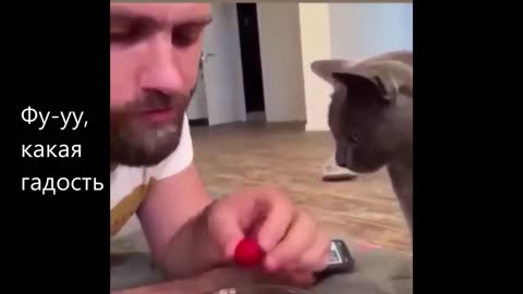 Funny Cat Videos. Kittens that will surprise you with their behavior