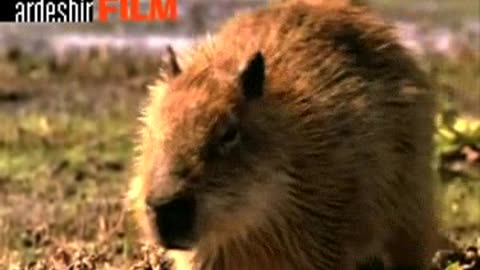 Animal fun_ دوبله جذاب حیوانات