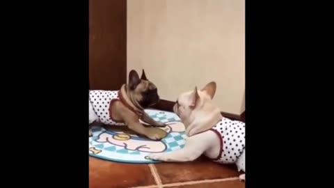 Funny Pets Viral Video