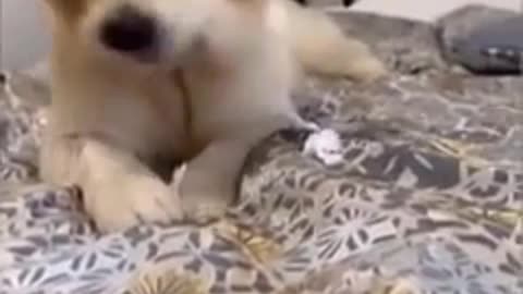 Funny cat and dog