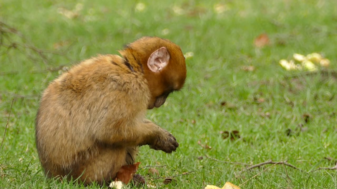 Monkey Madness